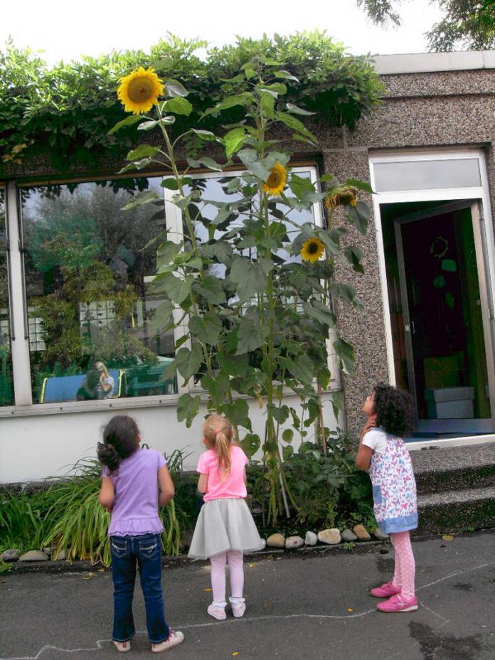 Sonnenblumen Kita KL Sonnenblumen Kita KL