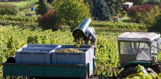 Die Weinlese endet dieses Jahr früher als sonst (Foto: DWI)