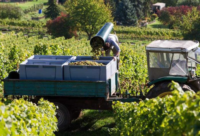 Die Weinlese endet dieses Jahr früher als sonst (Foto: DWI)