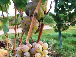 Mit der Ernte der vollreifen Rieslingtrauben wird die diesjährige Weinlese in Hessen beendet. (Foto: RP Darmstadt)