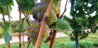 Mit der Ernte der vollreifen Rieslingtrauben wird die diesjährige Weinlese in Hessen beendet. (Foto: RP Darmstadt)