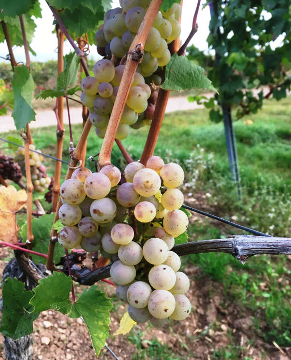 Mit der Ernte der vollreifen Rieslingtrauben wird die diesjährige Weinlese in Hessen beendet. (Foto: RP Darmstadt) Mit der Ernte der vollreifen Rieslingtrauben wird die diesjährige Weinlese in Hessen beendet. (Foto: RP Darmstadt)