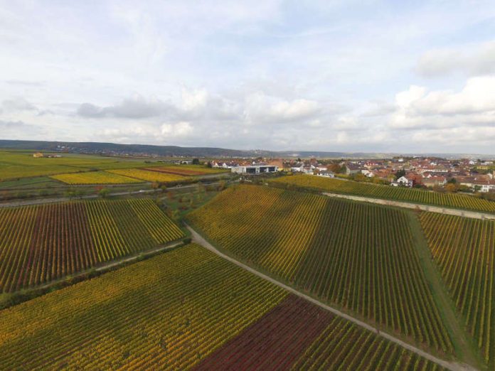 Weinberge (Foto: Winzergenossenschaft Herxheim am Berg) Weinberge (Foto: Winzergenossenschaft Herxheim am Berg)