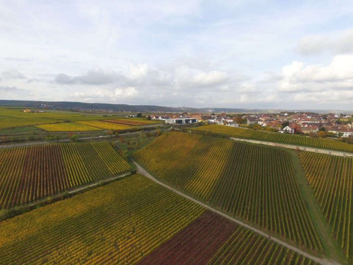 Weinberge (Foto: Winzergenossenschaft Herxheim am Berg)