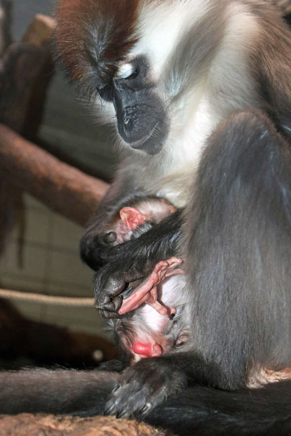 Nachwuchs im Affenhaus (Foto: Zoo Karlsruhe)