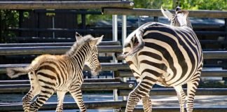 Das neu geborene Zebra-Jungtier bleibt noch ganz eng bei seiner Mutter Zaila. (Foto: Zoo Karlsruhe)