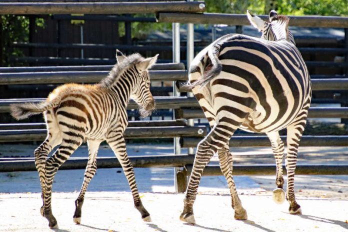 Das neu geborene Zebra-Jungtier bleibt noch ganz eng bei seiner Mutter Zaila. (Foto: Zoo Karlsruhe)