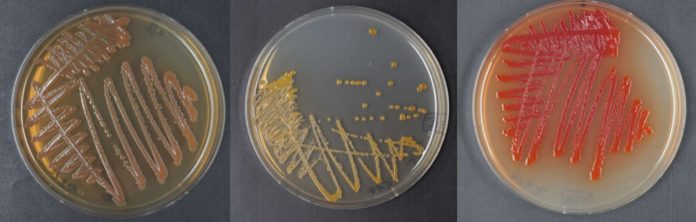 Wachstum ausgewählter Xenorhabdus (links und mitte) und Photorhabdus (rechts) Kolonien auf Agarplatten. Die unterschiedliche Pigmentierung weist bereits direkt auf die Produktion verschiedener Naturstoff-Pigmente hin. (Fotos: AK Bode)