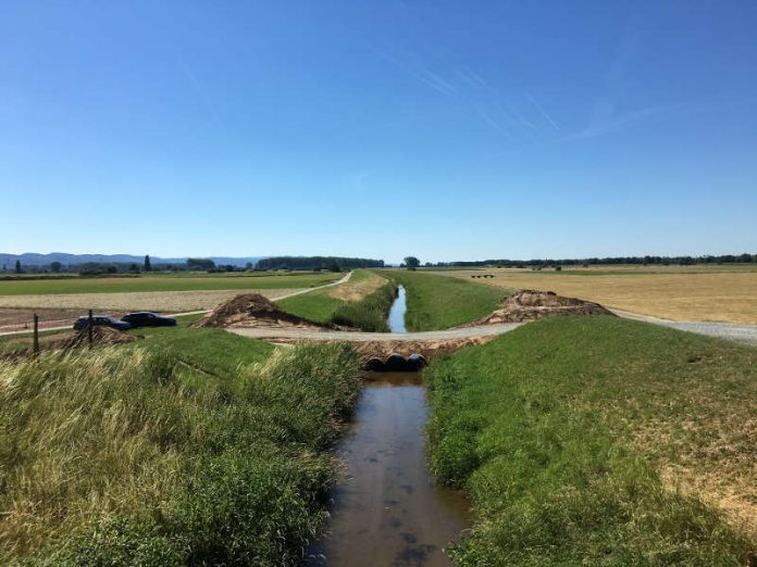 Wenn die alten Weschnitz-Arme von der Wasserzufuhrt abgeschnitten werden, fallen diese schnell trocken. Die Fische müssen deshalb zeitnah aus dem verbleibenden Wasser geborgen werden. (Quelle: Regierungspräsidium Darmstadt) Wenn die alten Weschnitz-Arme von der Wasserzufuhrt abgeschnitten werden, fallen diese schnell trocken. Die Fische müssen deshalb zeitnah aus dem verbleibenden Wasser geborgen werden. (Quelle: Regierungspräsidium Darmstadt)