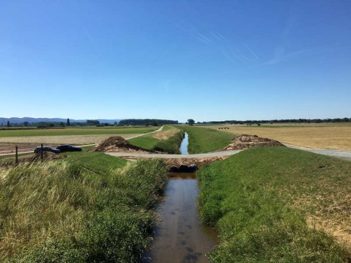 Wenn die alten Weschnitz-Arme von der Wasserzufuhrt abgeschnitten werden, fallen diese schnell trocken. Die Fische müssen deshalb zeitnah aus dem verbleibenden Wasser geborgen werden. (Quelle: Regierungspräsidium Darmstadt)