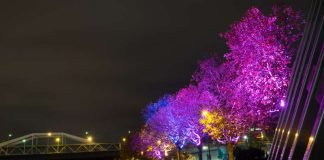 Neu am Rheinufer: beleuchtete Bäume, die interaktiv durch Bewegung von Passanten die Farbe verändern (Foto: Christian Volz)
