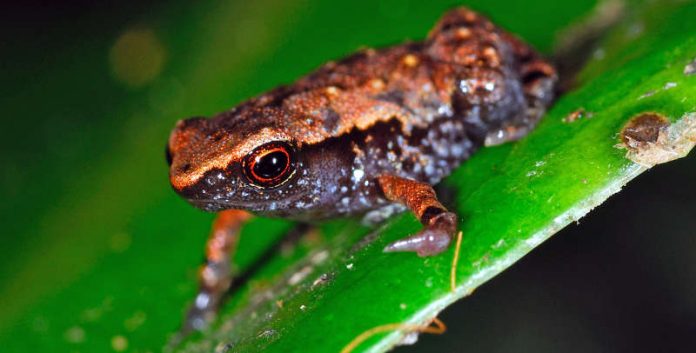 26 neue Zwergfrösche aus Madagaskar Foto: Jörn Kohler
