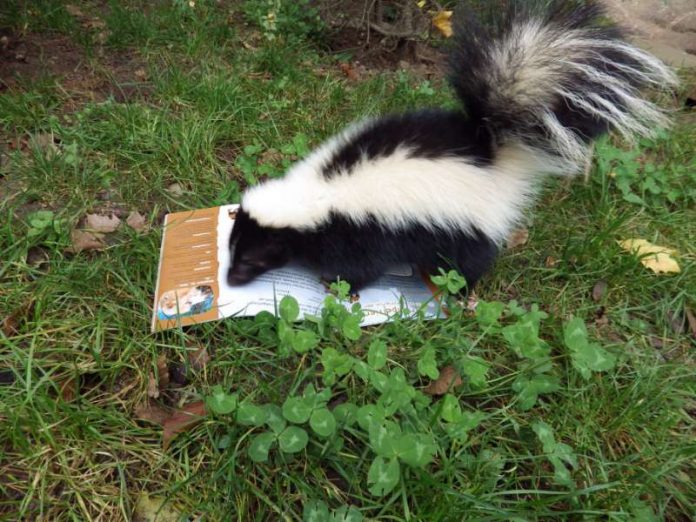 Auch Stinktier ARMANI ist ein großer Bücherfan (Foto: Zooschule Heidelberg)