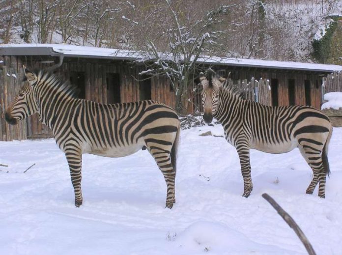 Zebra (Foto: Zoo Landau) Zebra (Foto: Zoo Landau)