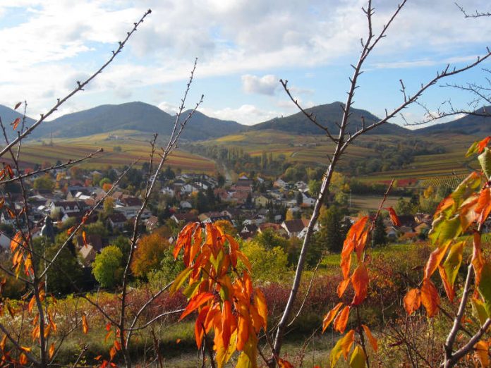 Wunderschöne Pfalz: Die Region der Süd- und Vorderpfalz hat für Einheimische, aber auch für Touristinnen und Touristen viel zu bieten. (Foto: Stadt Landau in der Pfalz)