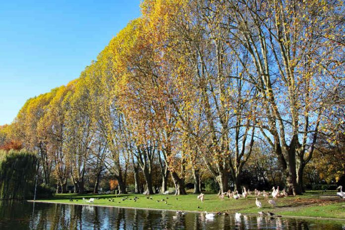 Platanen mit Stadtgartensee im Zoologischen Stadtgarten Karlsruhe (Foto: Zoo Karlsruhe)