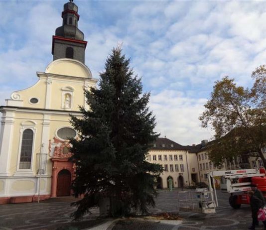 Der Aufbau zum Frankenthaler Weihnachtsmarkt 2017 beginnt auf dem Rathausplatz mit dem Aufstellen des Weihnachtsbaums. (Foto: Stadt Frankenthal)