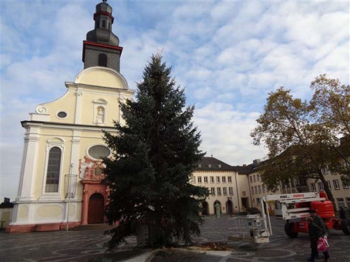Der Aufbau zum Frankenthaler Weihnachtsmarkt 2017 beginnt auf dem Rathausplatz mit dem Aufstellen des Weihnachtsbaums. (Foto: Stadt Frankenthal) Der Aufbau zum Frankenthaler Weihnachtsmarkt 2017 beginnt auf dem Rathausplatz mit dem Aufstellen des Weihnachtsbaums. (Foto: Stadt Frankenthal)