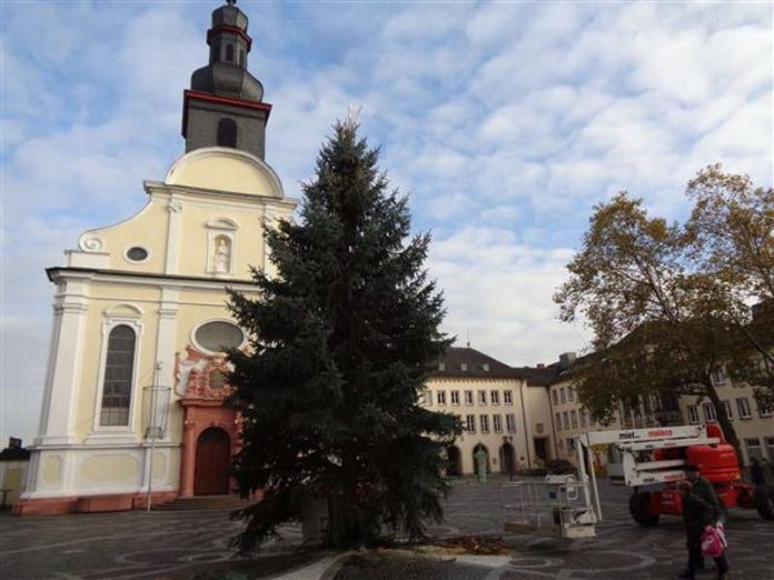 Der Aufbau zum Frankenthaler Weihnachtsmarkt 2017 beginnt auf dem Rathausplatz mit dem Aufstellen des Weihnachtsbaums. (Foto: Stadt Frankenthal)