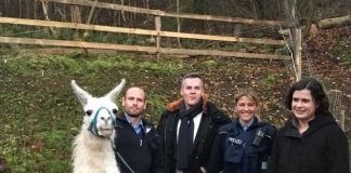 Ein Zaun und die Polizei hinderten die Lamas daran, auf den Sportplatz zu gelangen