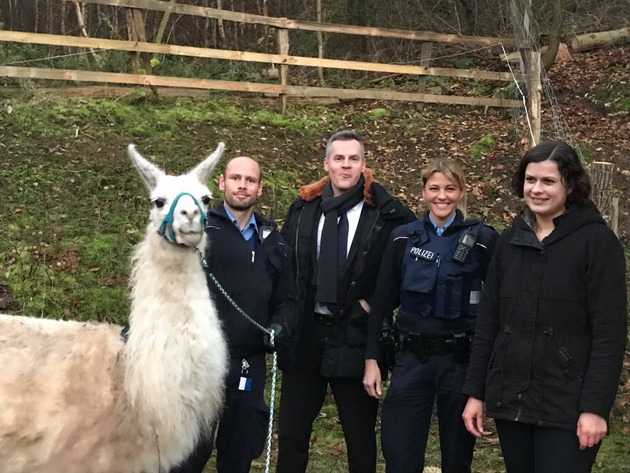 Ein Zaun und die Polizei hinderten die Lamas daran, auf den Sportplatz zu gelangen Ein Zaun und die Polizei hinderten die Lamas daran, auf den Sportplatz zu gelangen