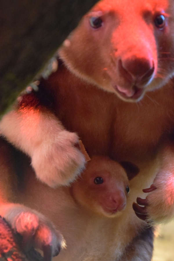 Nachwuchs bei den Baumkängurus (Foto: Zoo Frankfurt)