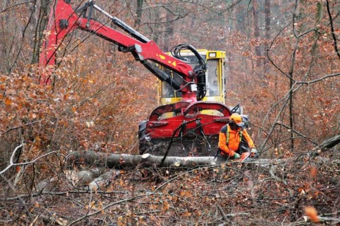 Sturmholzaufarbeitung mit Unterstützung durch eine Rückemaschine (Foto: Landratsamt Rhein-Neckar-Kreis) Sturmholzaufarbeitung mit Unterstützung durch eine Rückemaschine (Foto: Landratsamt Rhein-Neckar-Kreis)