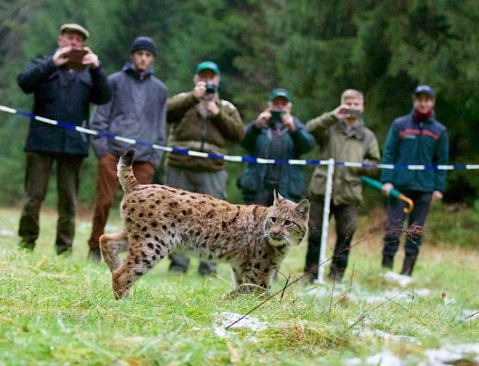 Luchsin Alosa (Foto: Cornelia Arens KLICKFaszination / SNU RLP)