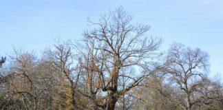 Im Schlossgarten findet sich am See die älteste Esskastanie der Fächerstadt. (Foto: Stadt Karlsruhe)