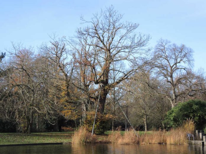 Im Schlossgarten findet sich am See die älteste Esskastanie der Fächerstadt. (Foto: Stadt Karlsruhe)