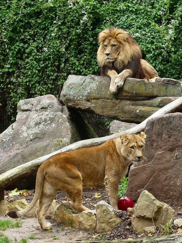 Chalid und Binta, die beiden Berberlöwen im Zoo Heidelberg  (Foto: Petra Medan/Zoo Heidelberg)