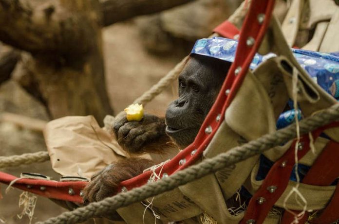 Orang Utan (Foto: Sascha Klacke)