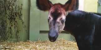 Okapi-Jungtier im Zoo (Foto: Zoo Frankfurt)