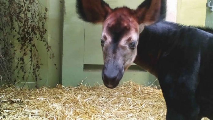 Okapi-Jungtier im Zoo (Foto: Zoo Frankfurt)