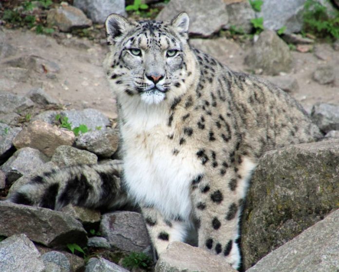 Die Schneeleoparden sind bestens an den Winter angepasst (Foto: Zoo Karlsruhe)