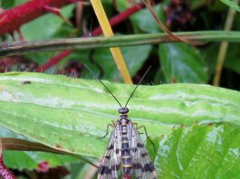 Insekt des Jahres 2018: Die Gemeine Skorpionsfliege Panorpa communis. (Foto: Rainer Willmann)