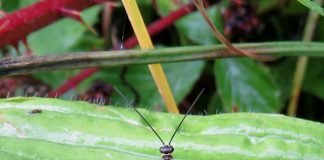 Insekt des Jahres 2018: Die Gemeine Skorpionsfliege Panorpa communis. (Foto: Rainer Willmann)