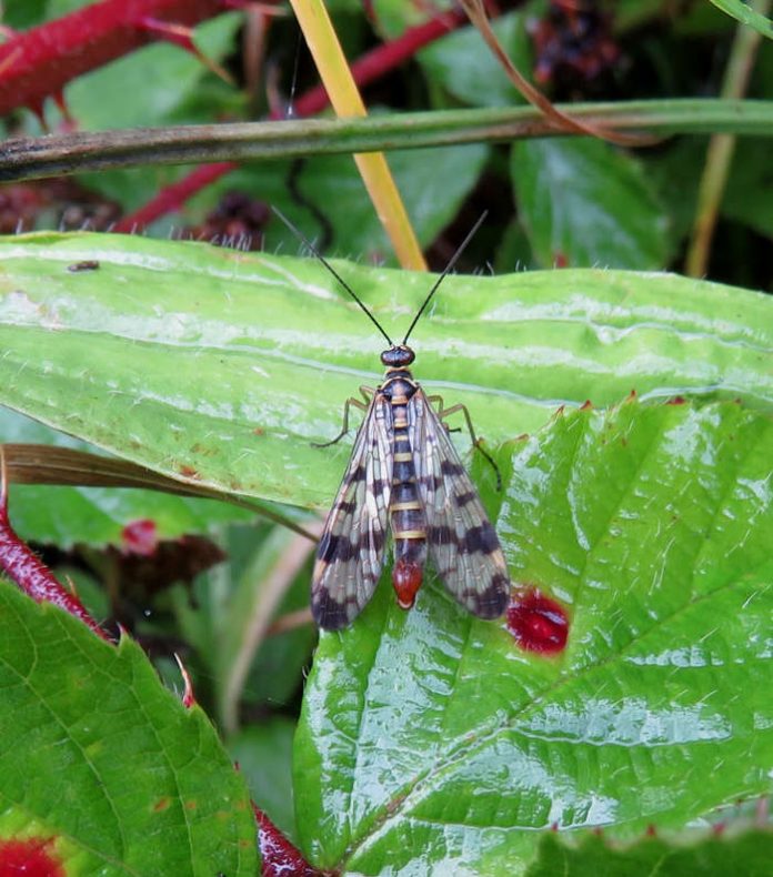 Insekt des Jahres 2018: Die Gemeine Skorpionsfliege Panorpa communis. (Foto: Rainer Willmann)