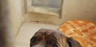 Hund Spike sucht neues Zuhause (Foto: Kreisverwaltung Rhein-Pfalz-Kreis)