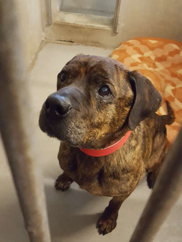 Hund Spike sucht neues Zuhause (Foto: Kreisverwaltung Rhein-Pfalz-Kreis) Hund Spike sucht neues Zuhause (Foto: Kreisverwaltung Rhein-Pfalz-Kreis)