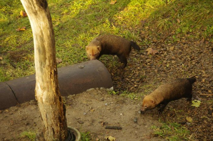 Waldhunde im Frankfurter Zoo (Foto: Zoo Frankfurt)