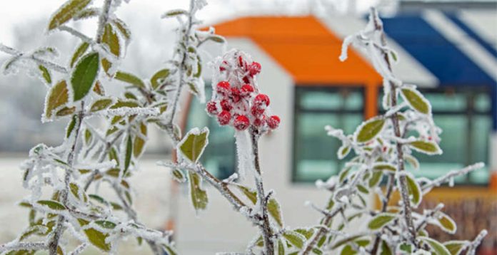 Symbolbild Winterfahrplan (Foto: rnv)