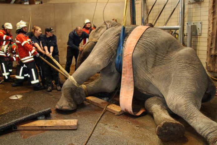 Lina wird aufgerichtet (Foto: Zoo Karlsruhe) Lina wird aufgerichtet (Foto: Zoo Karlsruhe)