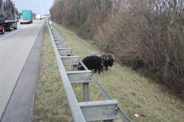 Schafböcke an der Autobahn 61 Schafböcke an der Autobahn 61
