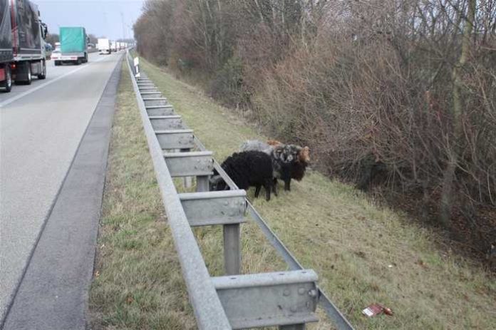 Schafböcke an der Autobahn 61