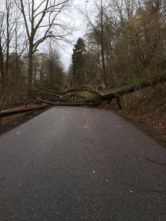 Symbolbild umgestürzter Baum