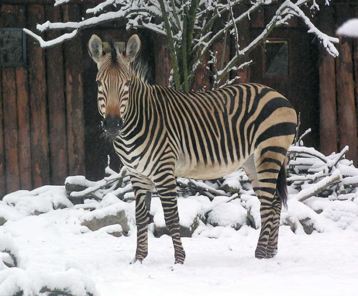 Zebra (Foto: Zoo Landau)
