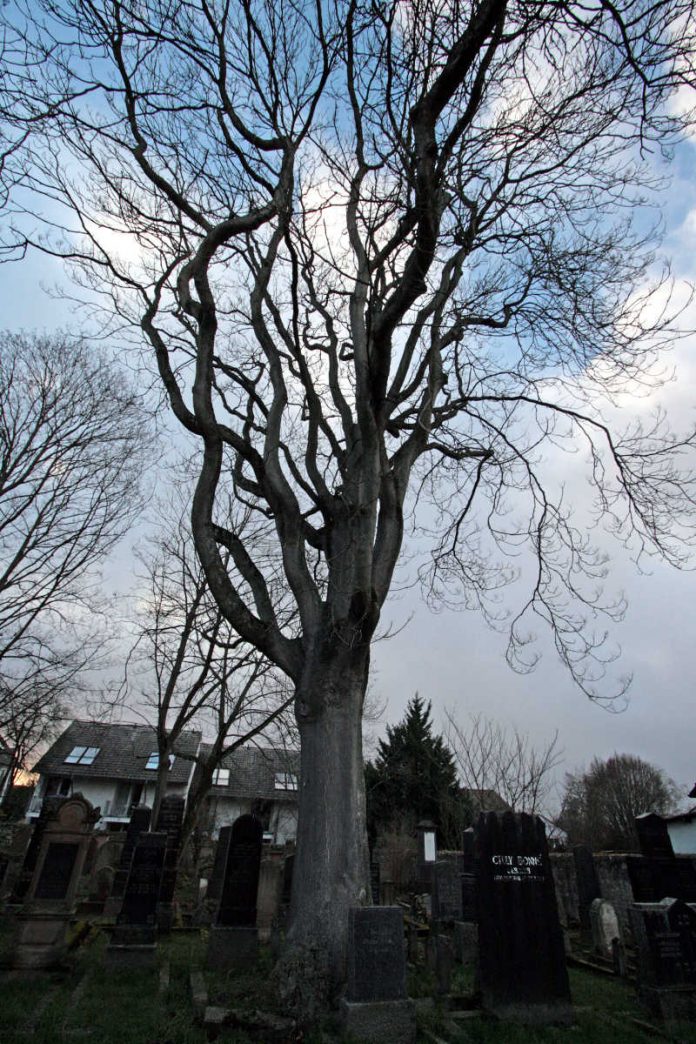 Götterbaum, Ailanthus, jüdischer Friedhof