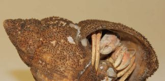 Diese Schneckenschale ist mit zwei Krebsen bestückt. Wer findet sie? (Foto: Pfalzmuseum für Naturkunde)
