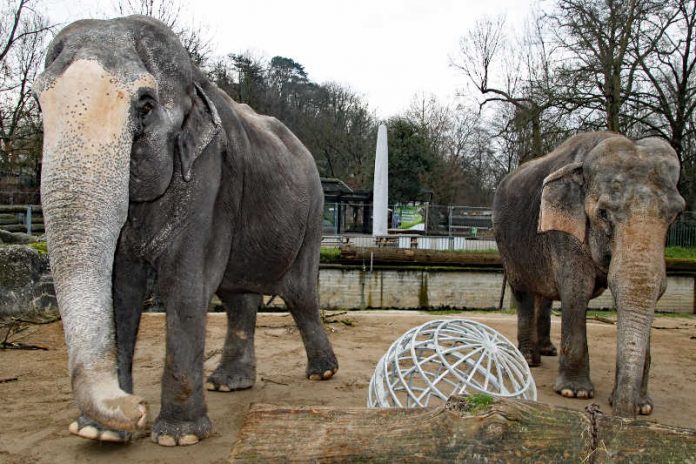 Die Elefantenkühe Rani (links) und Nanda stehen auf der Außenanlage. Im Hintergrund ist der Bauzaun rund um das alte Südamerikahaus zu sehen. (Foto: Zoo Karlsruhe)